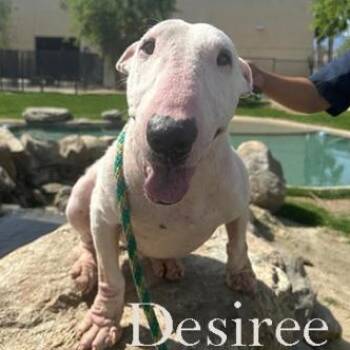 Bull Terrier Dogs Available for Adoption - Desiree | PetCurious