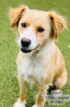 Labrador Retriever and Australian Shepherd Dogs Available for Adoption - Livvy | PetCurious