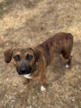 Rescue Terrier Dogs for Adoption - Mya | PetCurious