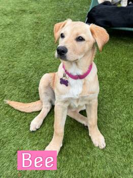 Labrador Retriever Dogs Available for Adoption in Fort Worth, Texas - Texas B Litter  | PetCurious