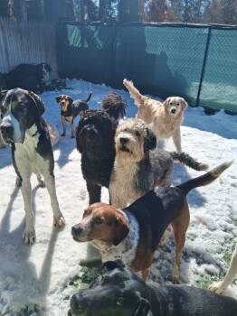 Standard Poodle and Labrador Retriever Dogs Available for Adoption in Rockaway, New Jersey - XP Chase | PetCurious
