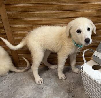 Pearl Gemstone -  Anatolian Shepherd Dog for Adoption in Waunakee, Wisconsin - Pearl Gemstone | PetCurious