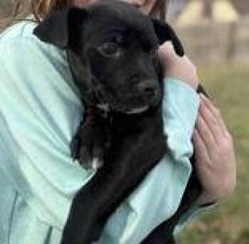 Shepherd Dogs Available for Adoption - Cici | PetCurious