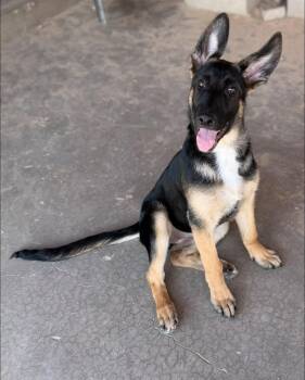 Rogue -  German Shepherd Dog and Belgian Shepherd Malinois Dog for Adoption in Tucson, Arizona - Rogue | PetCurious