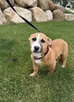 Tinker -  Corgi and Pit Bull Terrier Dog for Adoption in Salt Lake City, Utah - Tinker | PetCurious