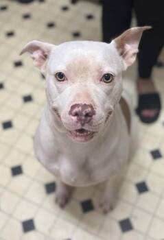 Daisy Maisy -  Mixed Breed Dog for Adoption in Fairfax, Virginia - Daisy Maisy | PetCurious