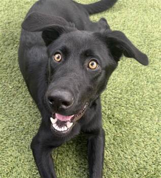 INDY -  Labrador Retriever Dog for Adoption in Houston, Texas - INDY | PetCurious