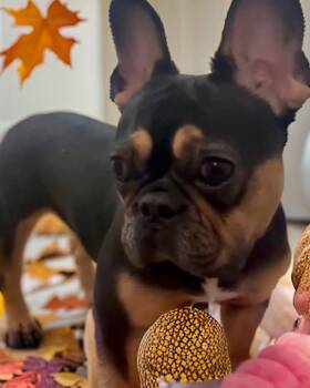 Rescue French Bulldog Dogs for Adoption - Harley | PetCurious
