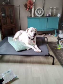 Rescue Labrador Retriever Dogs for Adoption in Oklahoma City, Oklahoma - Ginger | PetCurious