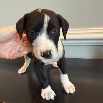 Durian -  Australian Shepherd and Mixed Breed Dog for Adoption in North Myrtle Beach, South Carolina - Durian | PetCurious