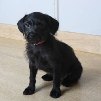 Roxy Rufflebottoms D70056 -  Chihuahua and Terrier Dog for Adoption in Minnetonka, Minnesota - Roxy Rufflebottoms D70056 | PetCurious