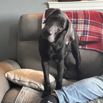 Minnie -  Labrador Retriever Dog for Adoption in Fort Wayne, Indiana - Minnie | PetCurious