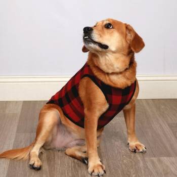 Khloe -  Chow Chow and Labrador Retriever Dog for Adoption in Jessup, Maryland - Khloe | PetCurious