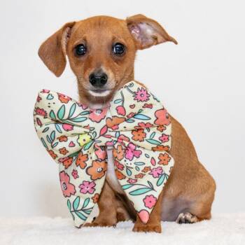 Fiona -  Chihuahua and Dachshund Dog for Adoption in Alafaya, Florida - Fiona | PetCurious