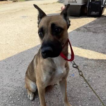 Roro -  Belgian Shepherd Malinois and German Shepherd Dog Dog for Adoption in Austin, Texas - Roro | PetCurious