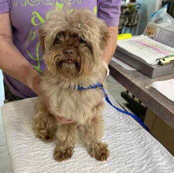 Shih Tzu and Poodle Dogs Available for Adoption - Love Bird (NOT YET AVAIABLE) | PetCurious