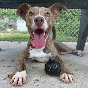 Brown Suga -  Pit Bull Terrier Dog for Adoption in Klein, Texas - Brown Suga | PetCurious