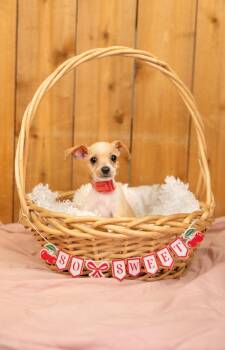 565-26 Starlight -  Terrier Dog for Adoption in Brighton, Colorado - 565-26 Starlight | PetCurious