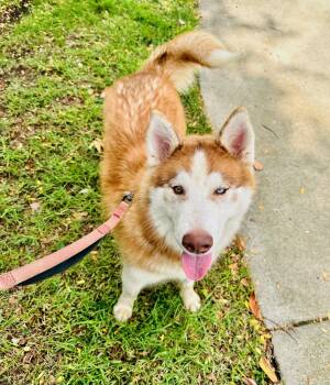 Rescue Husky Dogs for Adoption in Newport Beach, California - Minx | PetCurious