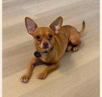 Tito Mosquito -  Chihuahua Dog for Adoption in Warrenville, South Carolina - Tito Mosquito | PetCurious