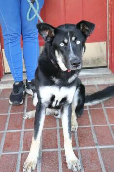 Rescue Shepherd and Mixed Breed Dogs for Adoption in Minneapolis, Minnesota - Cyrus | PetCurious