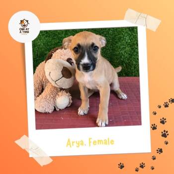 Arya -  Shepherd Dog for Adoption in Tallahassee, Florida - Arya | PetCurious