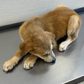 Foxglove -  Mixed Breed Dog for Adoption in Las Cruces, New Mexico - Foxglove | PetCurious