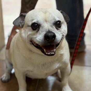 Marley -  Pug and Mixed Breed Dog for Adoption in Midland, Texas - Marley | PetCurious