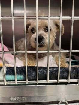 Terrier Dogs Available for Adoption - Luigi (GA) | PetCurious