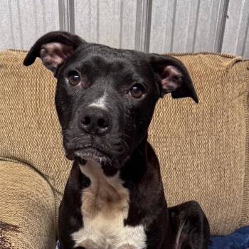 Ellen Sue -  Mixed Breed Dog Available for Adoption in Pinson, Tennessee - Ellen Sue | PetCurious