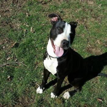 John boy -  Dachshund and American Bulldog Dog for Adoption in Staatsburg, New York - John Boy | PetCurious