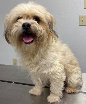 Shih Tzu and Mixed Breed Dogs Available for Adoption - Ricky | PetCurious