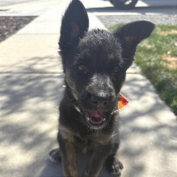 Mixed Breed Dogs Available for Adoption - Sirloin | PetCurious