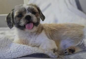 Shih Tzu Dogs Available for Adoption in Overland Park, Kansas - Ella | PetCurious