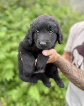 Lola -  Bernadoodle and Chocolate Labrador Retriever Dog for Adoption in Iron Ridge, Wisconsin - Lola | PetCurious