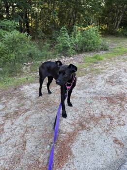 Gracelyn -  Black Labrador Retriever Dog for Adoption in Weare, New Hampshire - Gracelyn | PetCurious