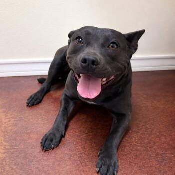 American Staffordshire Terrier Dogs Available for Adoption in Ferndale, Washington - Lola | PetCurious