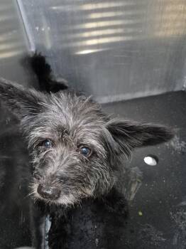 WALLY WALNUTS -  Terrier Dog for Adoption in San Antonio, Texas - WALLY WALNUTS | PetCurious