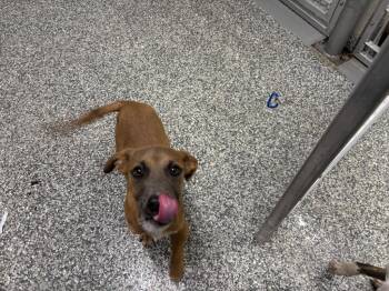 Mixed Breed Dogs Available for Adoption in Mustang, Oklahoma - Turkey | PetCurious