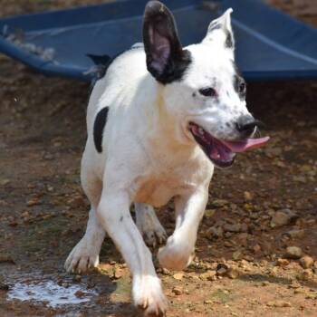 Sundae -  Mixed Breed Dog for Adoption in Jersey City, New Jersey - Sundae | PetCurious