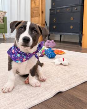 Millie Honey Bee Wigglebottom -  Pit Bull Terrier and Husky Dog for Adoption in Friendswood, Texas - Millie Honey Bee Wigglebottom | PetCurious