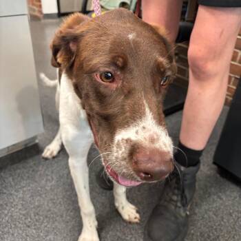 Lassie -  Mixed Breed Dog for Adoption in Allentown, Pennsylvania - Lassie | PetCurious