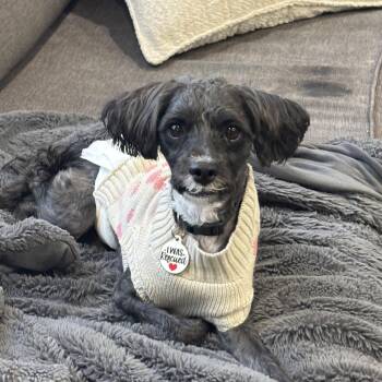 Maltese and Poodle Dogs Available for Adoption in Vaughan, Ontario - Abu | PetCurious