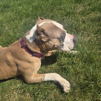Athena -  Terrier Dog for Adoption in Manhattan, Illinois - Athena | PetCurious