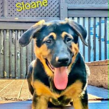 Sloane (20260811-04) -  Mastiff Dog for Adoption in Niagara Falls, Ontario - Sloane (20260811-04) | PetCurious
