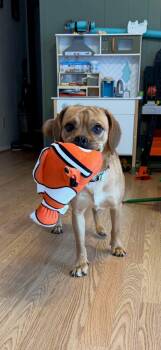 Pug and Beagle Dogs Available for Adoption in Fort Wayne, Indiana - Nemo | PetCurious
