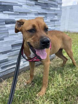 Rescue Rhodesian Ridgeback Dogs for Adoption in Harlingen, Texas - Sadie | PetCurious