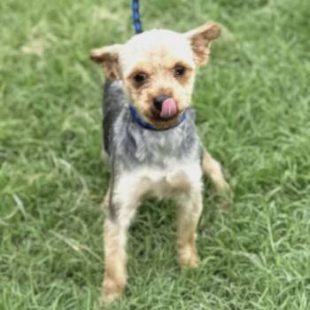 Yorkshire Terrier Dogs Available for Adoption in Williston, Vermont - Davey | PetCurious