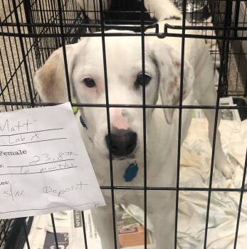 Rescue Labrador Retriever Dogs for Adoption in Parma, Ohio - Matt | PetCurious