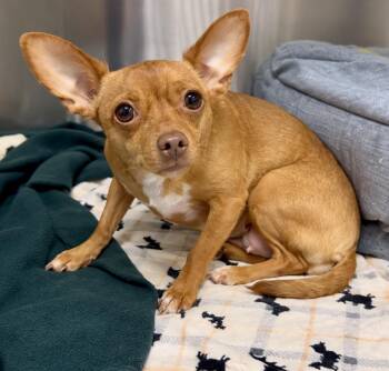 Princess -  Chihuahua Dog for Adoption in Tifton, Georgia - Princess | PetCurious